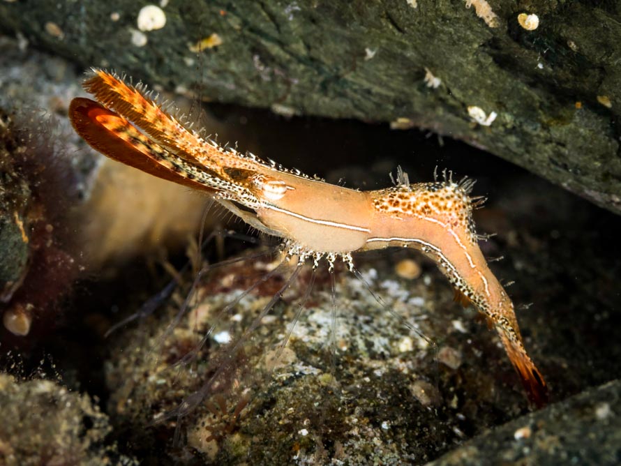 Leander plumosus